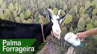 Miniatura do vídeo