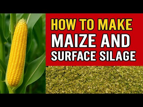 How to Make Maize and Surface Silage: The Ultimate Guide for Farmers