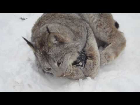 Max Canada Lynx & Kong