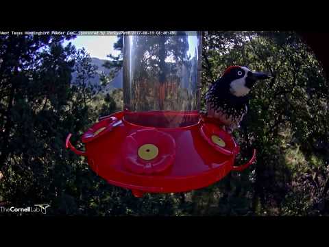 Acorn Woodpecker Hops on For a Sip in West Texas – August 11, 2017