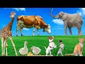 Animal Sounds Compilation Cat Giraffe Duck Cow Dog Elephant Animal Videos