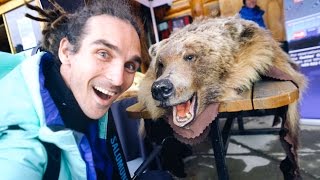 GRIZZLY ROADKILL