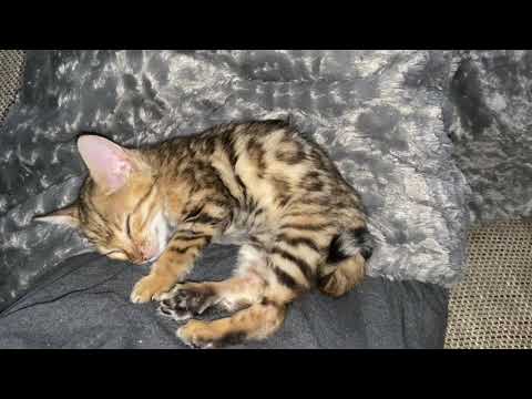 🐱 DREAMINGGGG!!! Bengo, the sweetest bengal kitten, is sleeping like a baby he actually is! ❤️
