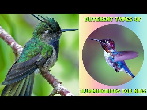 Different Breed of Hummingbirds - Exploring Hummingbirds for Kids and Preschoolers #kiddizoo