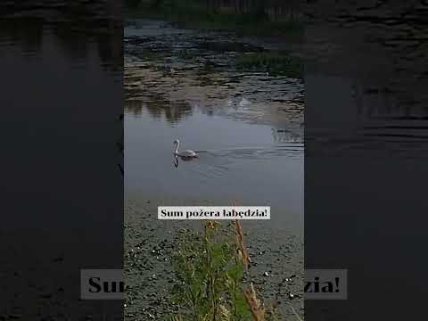 Sum na porcie Góra Kalwaria wciąga łabędzia pod wodę #shorts #viral #nature