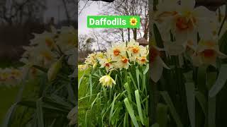 Download lagu Wonderful daffodils flowers #shorts #shortsfeed #wonderful #daffodil #flowers #4knature mp3
