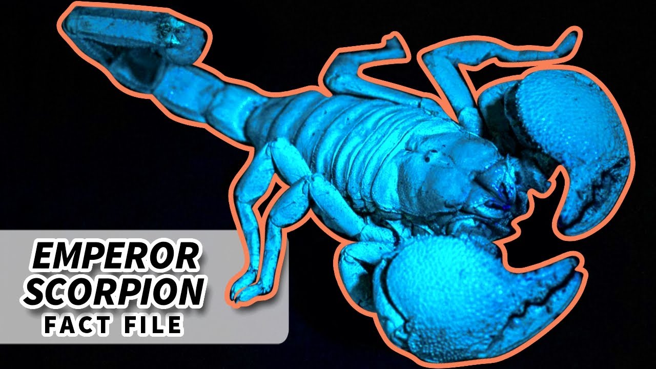 Emperor Scorpion Facts: LARGEST living SCORPION 🦂 | Animal Fact Files