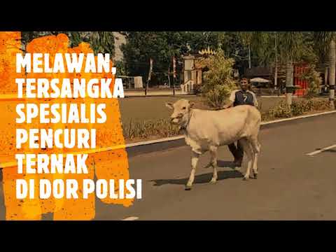 CURI SAPI, MUSTOFA DIDOR POLISI