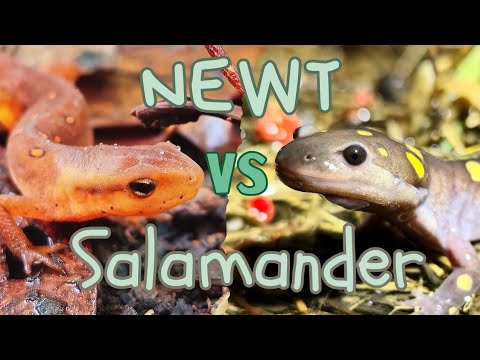 Newts vs Salamanders - What's the Difference?