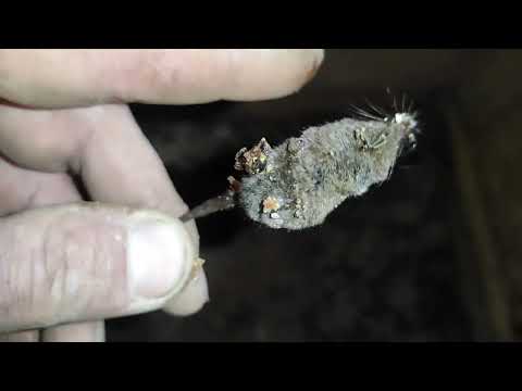 Пчеловодство.Враги пчёл.  #Враги_пчёл  #Пчеловодство   #Землеройка