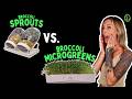 Growing Broccoli Sprouts Vs Microgreens A Complete Comparison