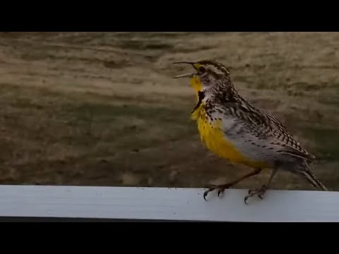 Western meadowlark at Bison Calving Plains - Grasslands National Park - explore.org