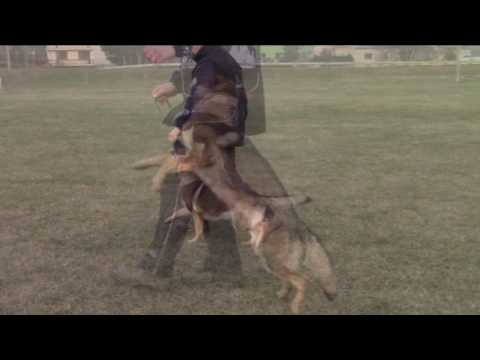 Lara z Jukasu - obedience - 10,5 months