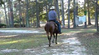 preview picture of video 'Beau - Registered TWH Gelding'