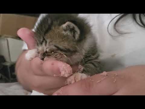 Teaching a kitten to eat gruel