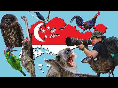The Complete Guide to WILDLIFE PHOTOGRAPHY in SINGAPORE