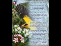 Song Of The Dawn By Bookeyeditor Musicai