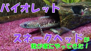 バイオレットスネークヘッド導入【アクアリウム】【スネークヘッド】