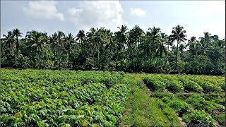preview picture of video '10 acres farm land at Kanakamala,  Thrissur district,  Kerala'