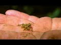 Crazy Looking Creatures | Expedition Borneo | BBC Studios