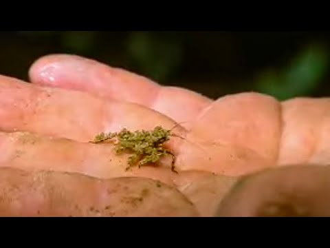 Thumbnail of the video: Crazy Looking Creatures | Expedition Borneo | BBC Studios