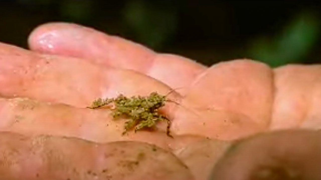 Crazy Looking Creatures | Expedition Borneo | BBC Studios