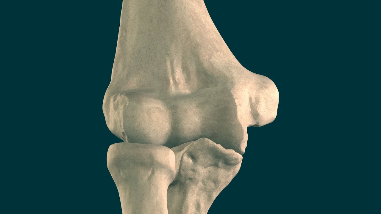 Articulación del codo