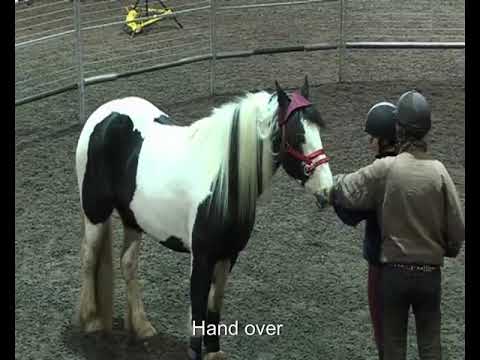 Master the Art of Backing-Up your horse with the Dually Halter