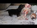 Miniature Dachshund dogs for sale: Pippa - Video 1