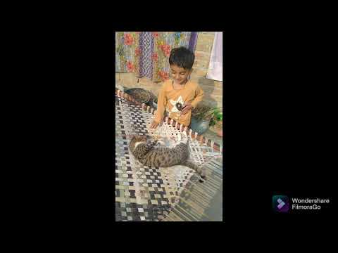 My son Mohid Ali is playing with cat.