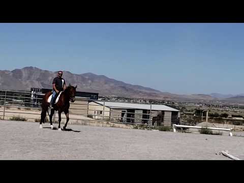 3yo Warmblood husband safe For Sale