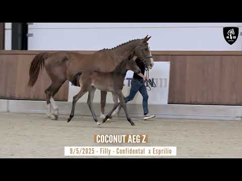COCONUT AEG Z