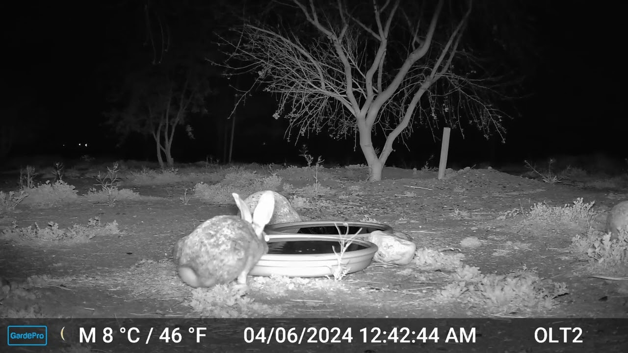 S2E1: Bunnies in the Night