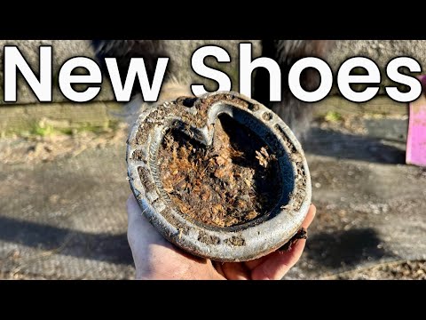 Fresh New Bar Shoes For Taz (Hoof￼ Restoration) 