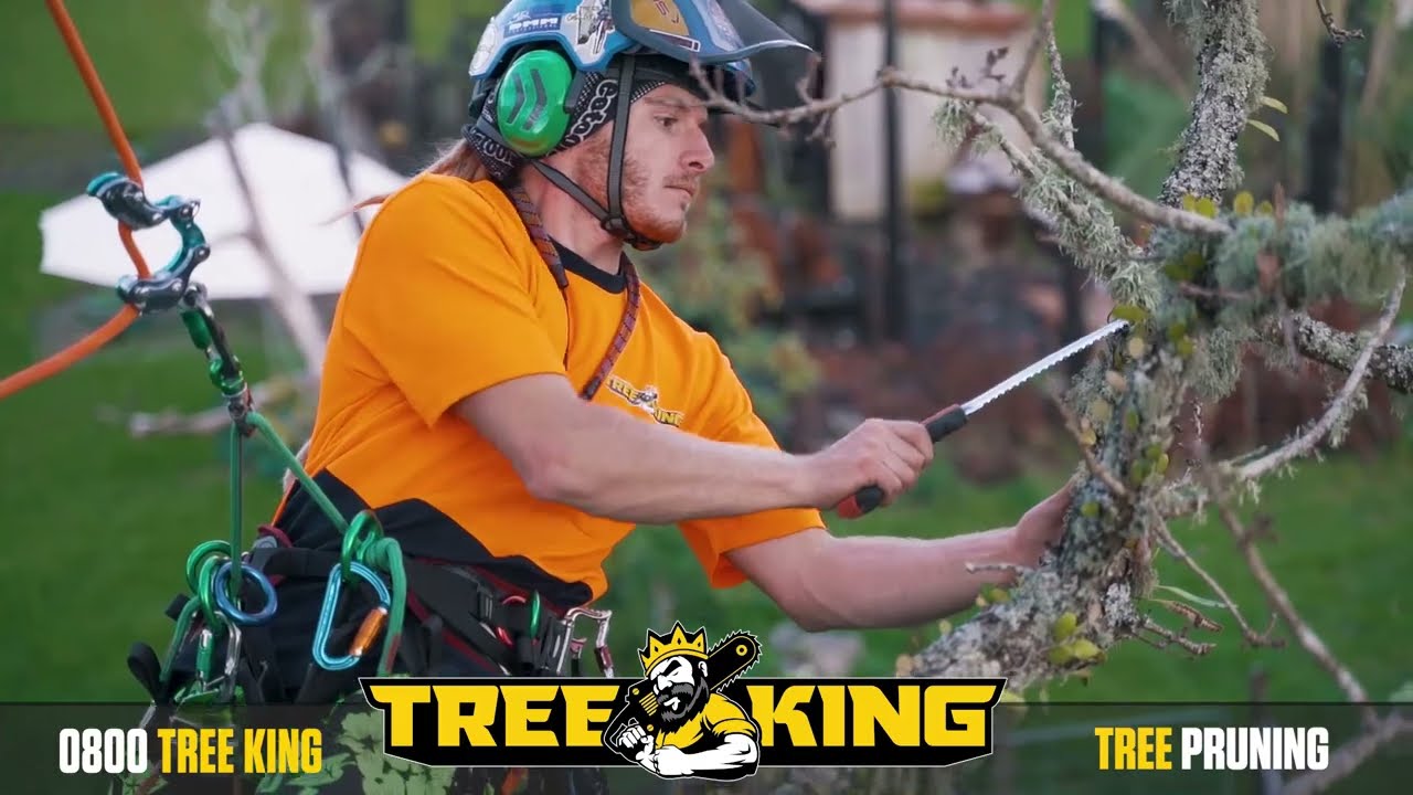 Tree Cutting Services We Offer