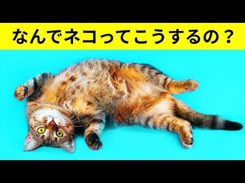 猫が仰向けになることにはどんな意味があるのでしょうか?