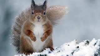 Squirrels!  | Highlands - Scotland's Wild Heart