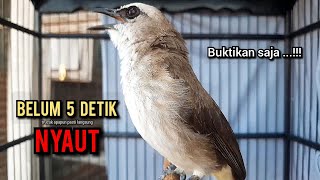 Download lagu trucukan gacor TARUNG ROPEL PANJANG pancingan trucukan agar bunyi jadikan burung trucuk gacor NYAUT mp3 Download lagu trucukan gacor TARUNG ROPEL PANJANG pancingan trucukan agar bunyi jadikan burung trucuk gacor NYAUT mp3
