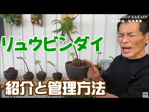 シダを室内に取り込む時期はいつ？簡単にメンテナンスするにはどうすればよいでしょうか?  庭園