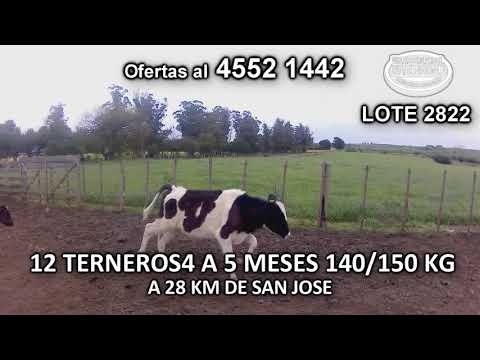 Lote 12 Terneros 12 HO 140/ 150 Kgkg -  en Sauce- A 28 Km de San José