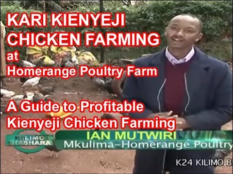 , title : 'Kari Improved Kienyeji Chicken Farming by Homerange Poultry Kenya Narrated by Ian Mutwiri'
