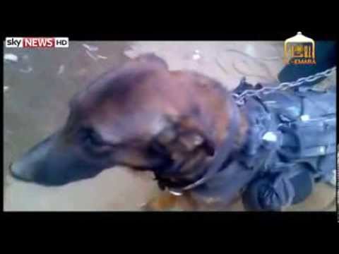 US Military Sniffer Dog Captured in Afghanistan, Taliban Claim