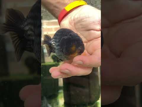 Why I DONT add salt to my goldfish tanks