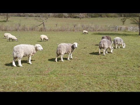 Walking about in New Addington Live! 12/04/2021 - Mobile Stream (183)