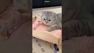 Download lagu #crazily #home #cat #pets #facts #funny #crazz mp3