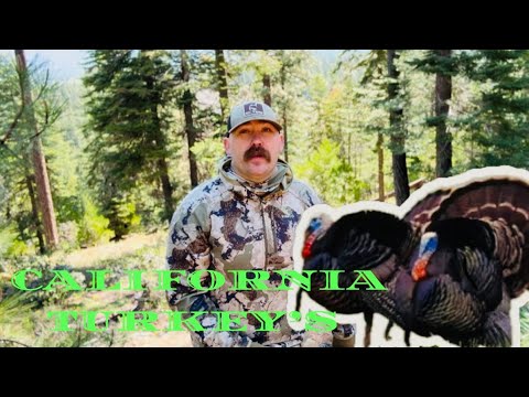 How to find Turkey’s in California !