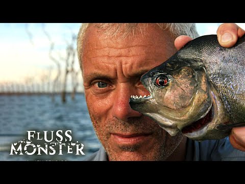 Piranhas: Die tödlichsten Jäger der Flüsse | Fluss Monster Staffel 1 Folge 1