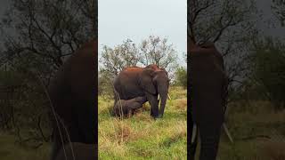 A beautiful moment of love and care in the wild - an elephant and its calf