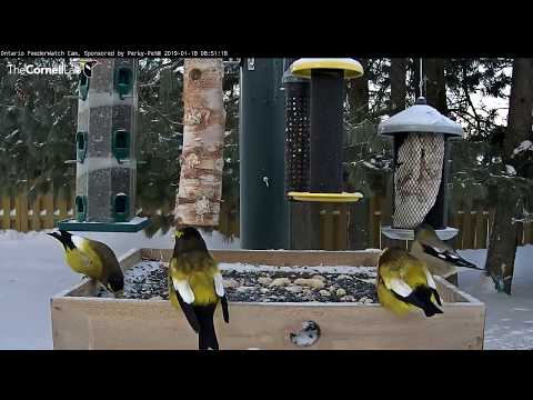 Grosbeaks Puff Up While Foraging During Ontario Cold Snap – Jan. 18, 2019