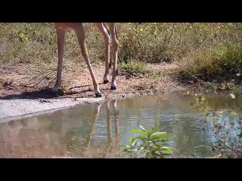 Djuma: Impala ram - 10:39 - 04/22/21